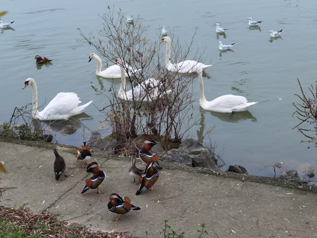 Les Pingouins De La Marne Bed & Breakfast Le Perreux-Sur-Marne Eksteriør bilde