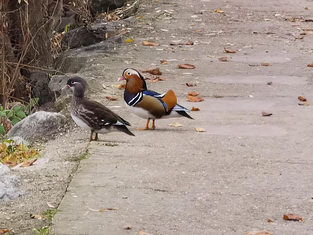 Les Pingouins De La Marne Bed & Breakfast Le Perreux-Sur-Marne Eksteriør bilde